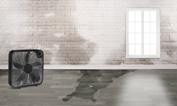 Best Water damage restoration near me  in Third Lake, IL